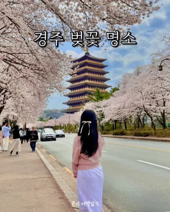 경주 벚꽃 명소 모음집 황룡원 보문단지 돌담길