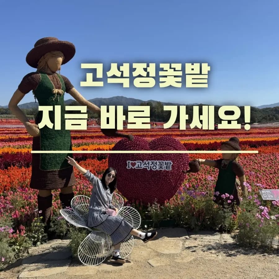 철원 고석정 꽃밭 10월 8일 방문 후기, 지금 가을꽃 절정! 입장료 주차 꿀팁
