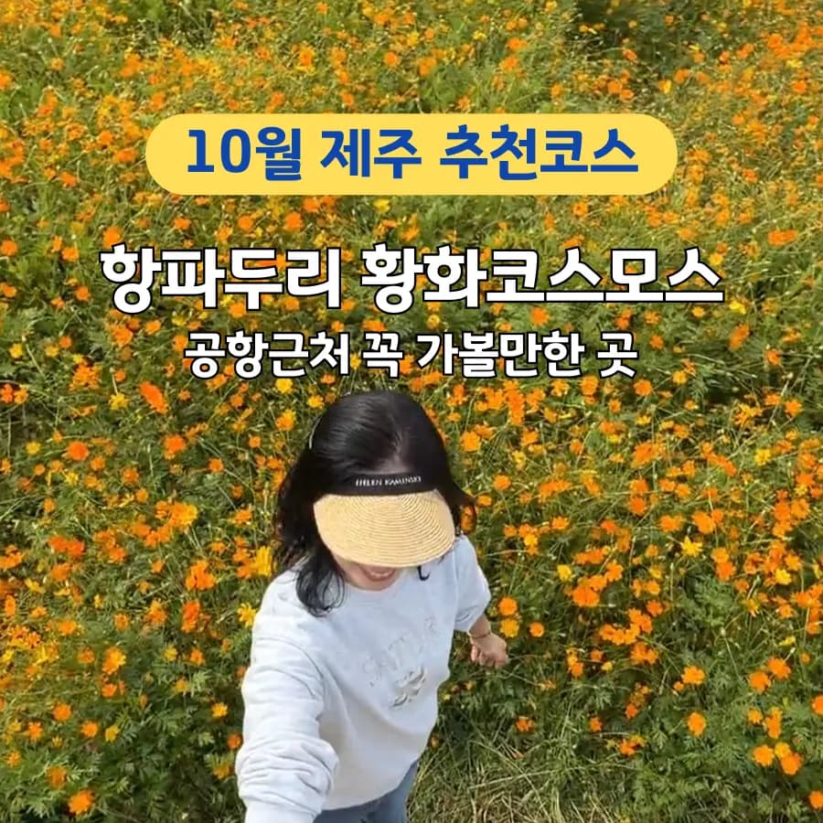 Jeju's Hidden Gem: Hangpaduri Autumn Cosmos Blooms (2026)