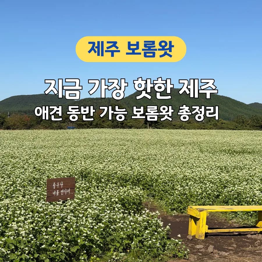 Boromwat Jeju Guide (2026): Christmas in October & Can-Train Fun