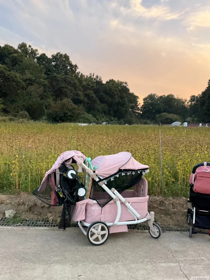 Strollers parked near the entrance to the flower fields