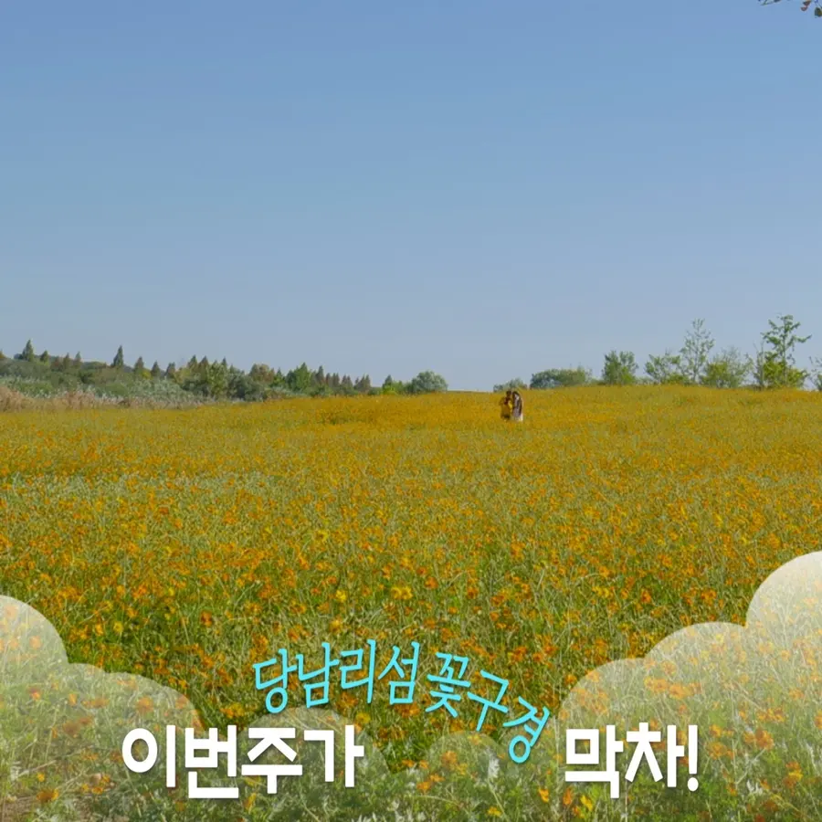 เที่ยว Yeoju Dangnamri Island 2026: อัปเดตทุ่งคอสมอสบานสวย