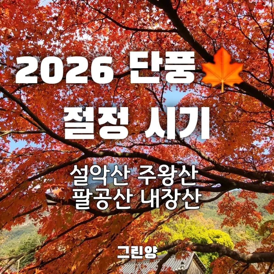 2026 단풍 절정 시기 총정리 올해 단풍 언제가 가장 예쁠까? 설악산·내장산 명소 TOP 3
